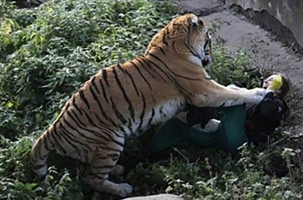 Tiger mauls man to death in Bahawalpur Zoo