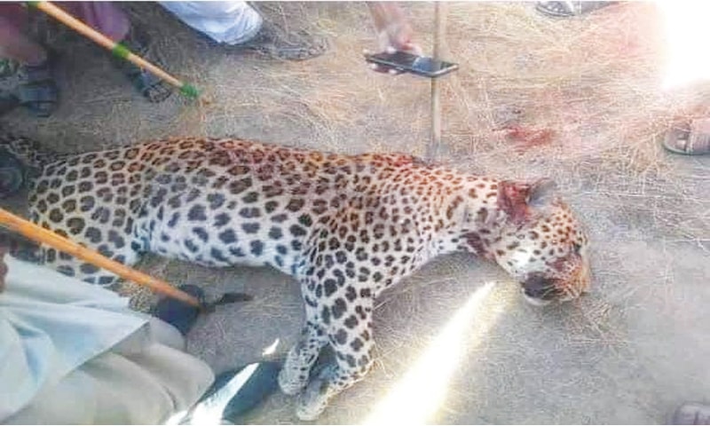 Stray cheetah shot dead in Bajaur after ferocious attack