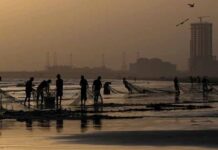 Rare fish worth millions caught by Keti Bandar fishermen