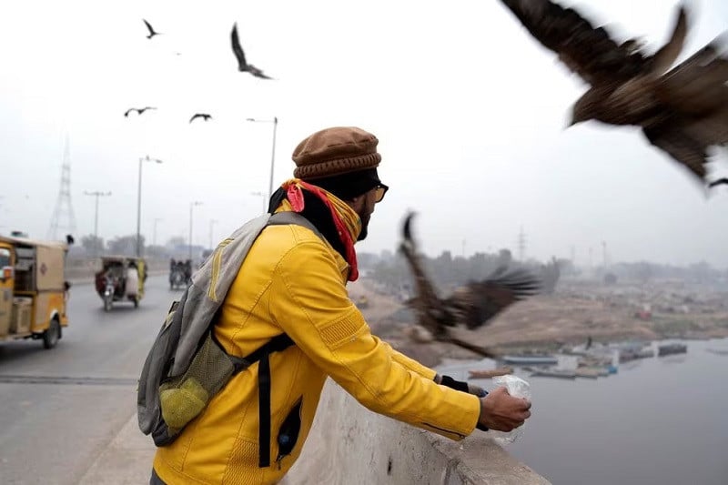 Pakistanis feed predatory birds despite crackdown on practice