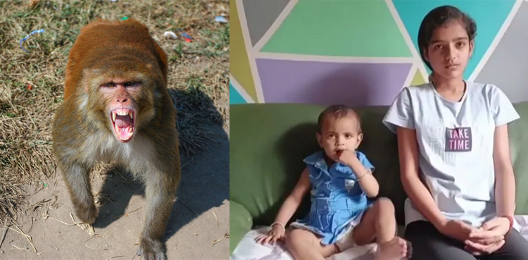 Teen’s smart use of AI helps save toddler from monkey attack