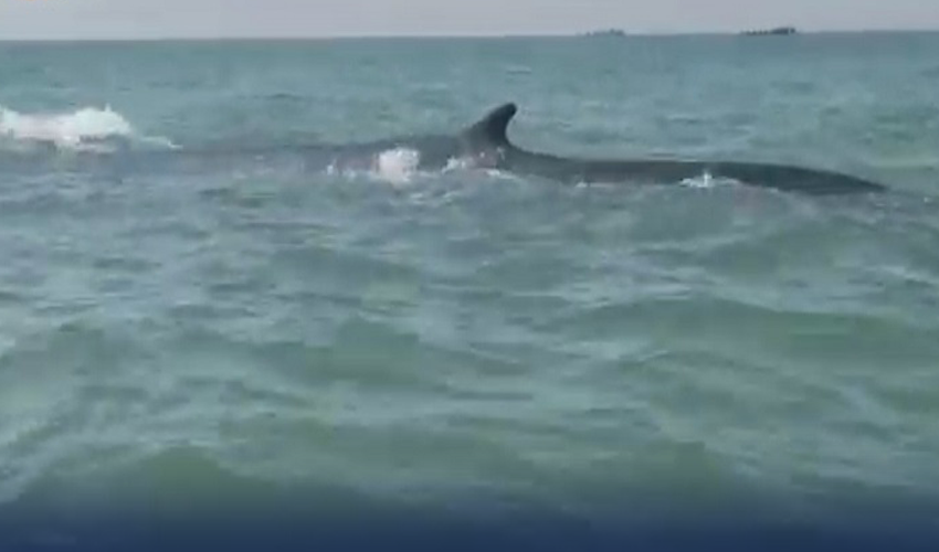 Rare group of Bryde's whales spotted near Gwadar coast