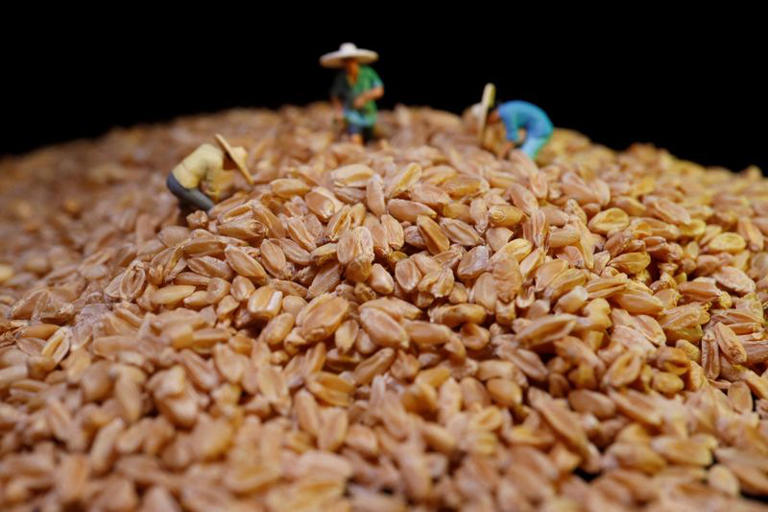 China approves first gene-edited wheat
