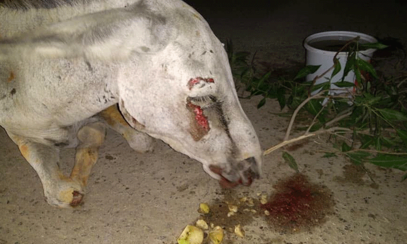 Tragic end for tortured donkey in Karachi shelter home