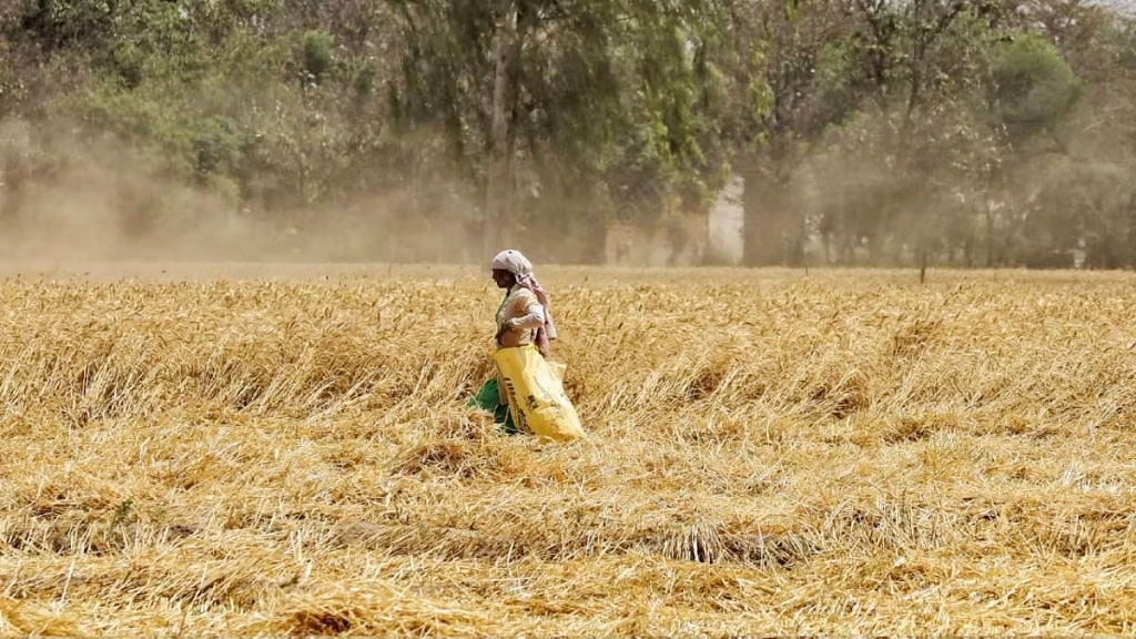Distressed Wheat Farmers