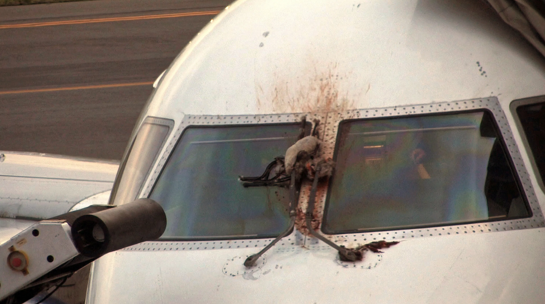 Govt urges disposal of sacrificial remains safely to avoid bird-aircraft collisions