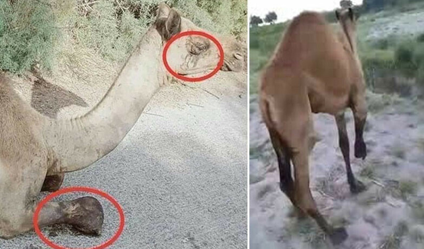 Mutilated Sanghar Camel to receive artificial leg