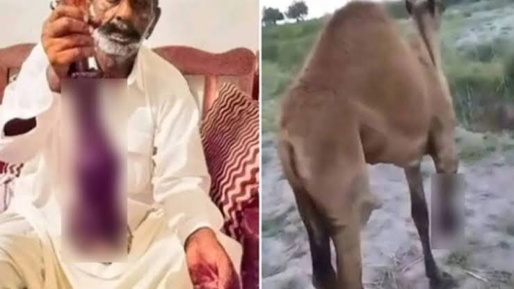 Court extends physical remand of six for ‘chopping off camel’s leg’ in Sanghar