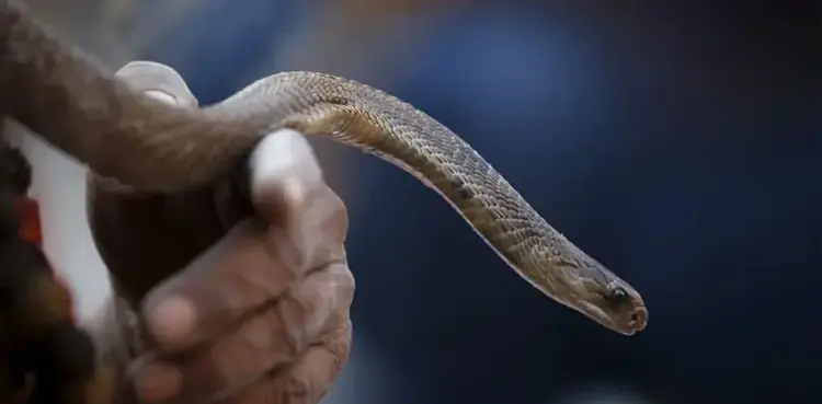 Man bites snake to death after it bit him
