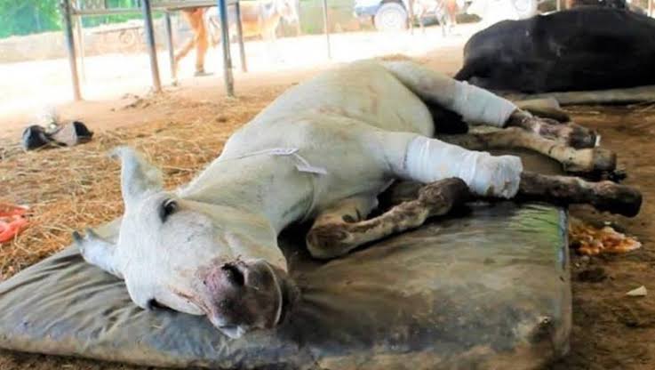 Landlord cuts off donkey's legs for 'entering field in search of water'