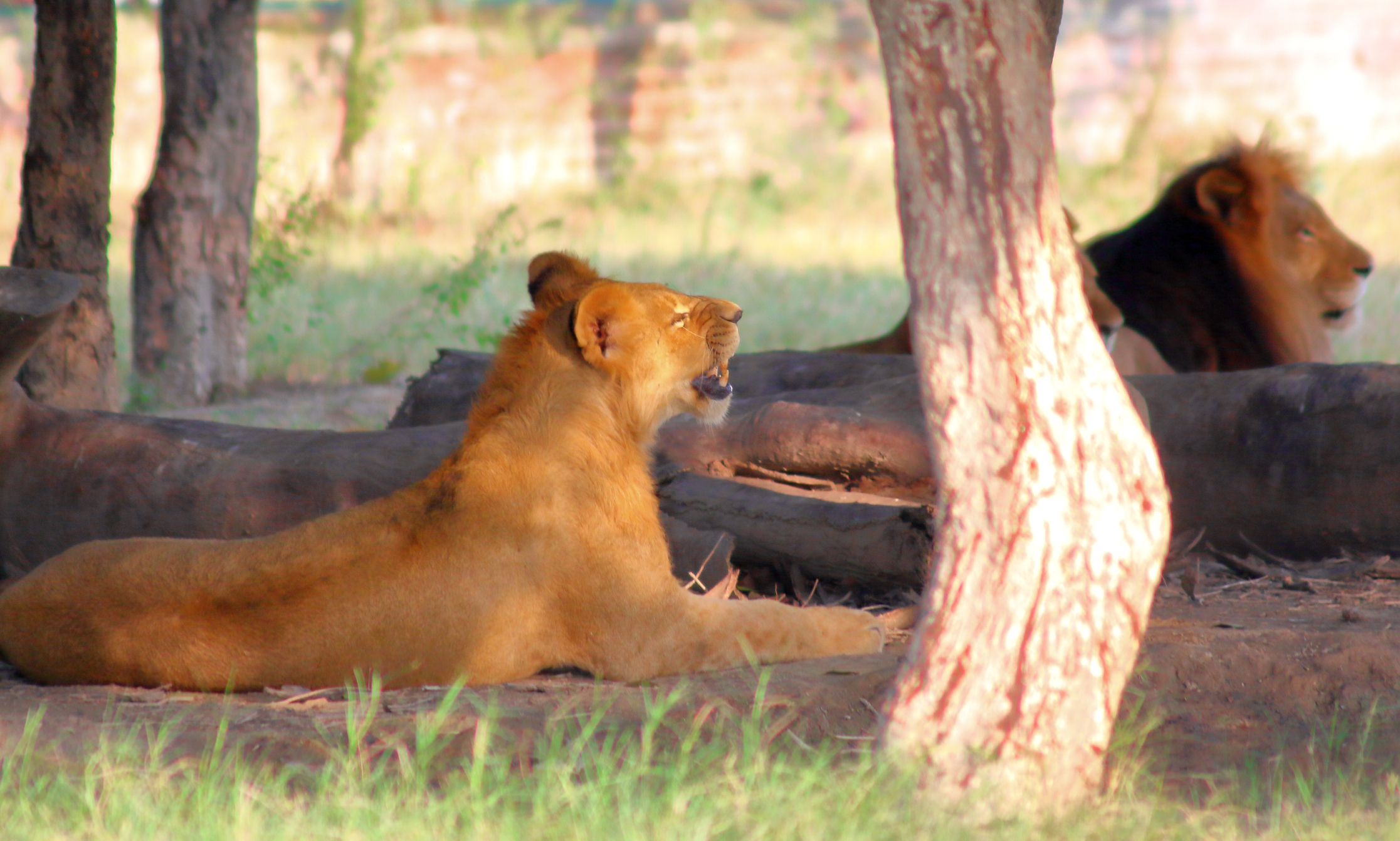 Premature deaths stalk zoo animals
