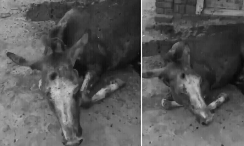 Muzaffargarh landlord arrested for amputating donkey