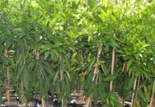 Plantation of 25m trees on cards to raise Lahore’s tree cover to 7pc