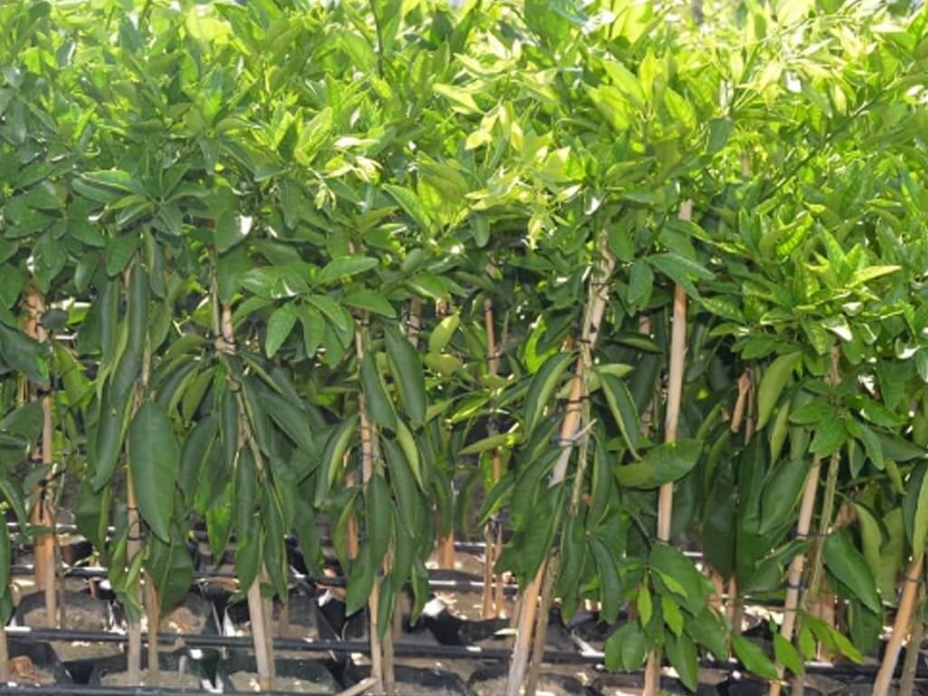 Plantation of 25m trees on cards to raise Lahore’s tree cover to 7pc