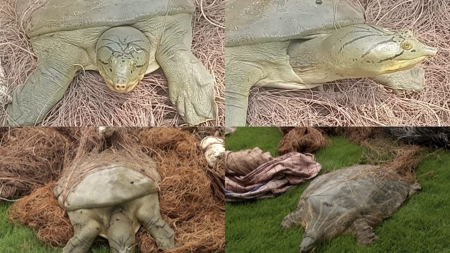 Two suspects arrested for poaching endangered turtles from Ravi river