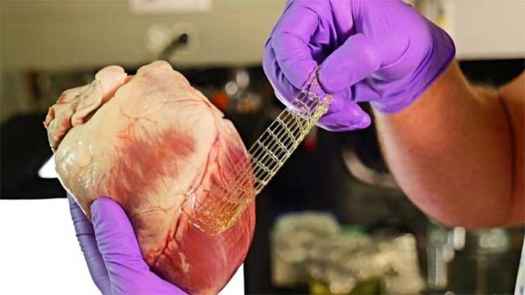 Scientists develop new 3D-printed material that can restore damaged tissue