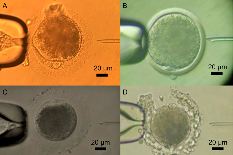 Promise and perils of intracytoplasmic sperm injection in animal breeding and conservation