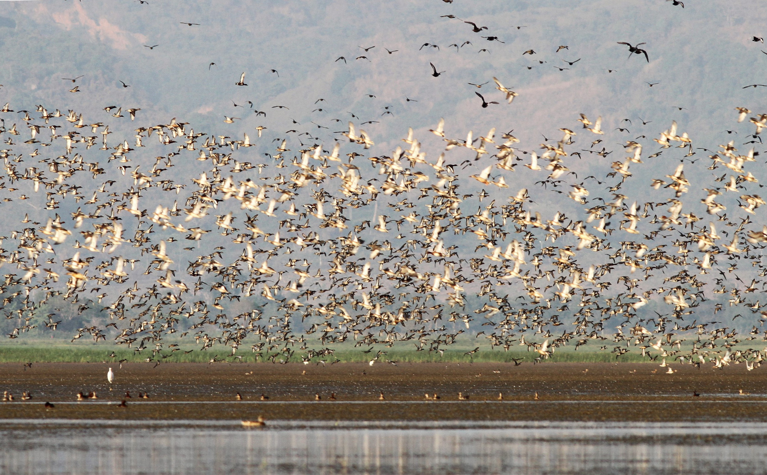 Thousands of migratory birds flock to wetlands of Pampore