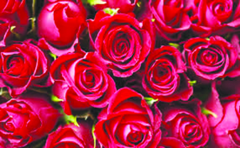 Names, roses and smells