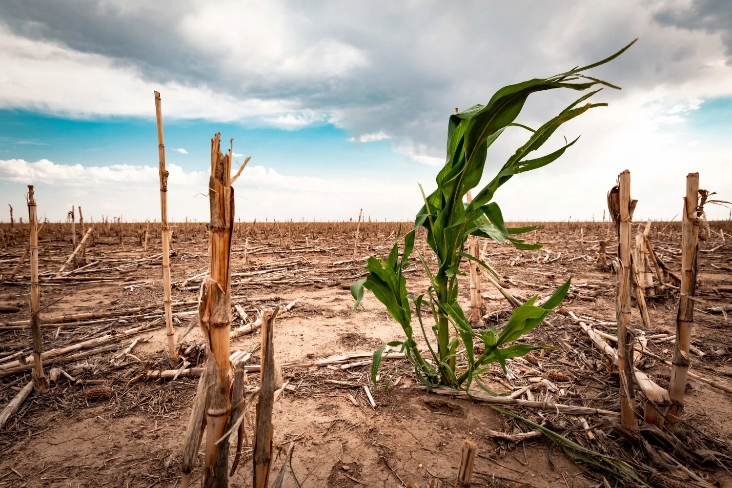 Climate Change: A Growing Threat to Pakistan's Agriculture