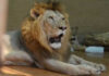 Pet lion mauls eight-year-old child in Lahore as owner arrested