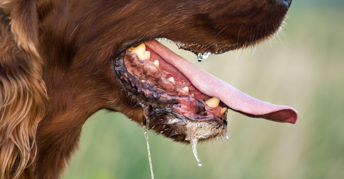 Muridke man dies due to lack of rabies vaccine as dog bite cases rise