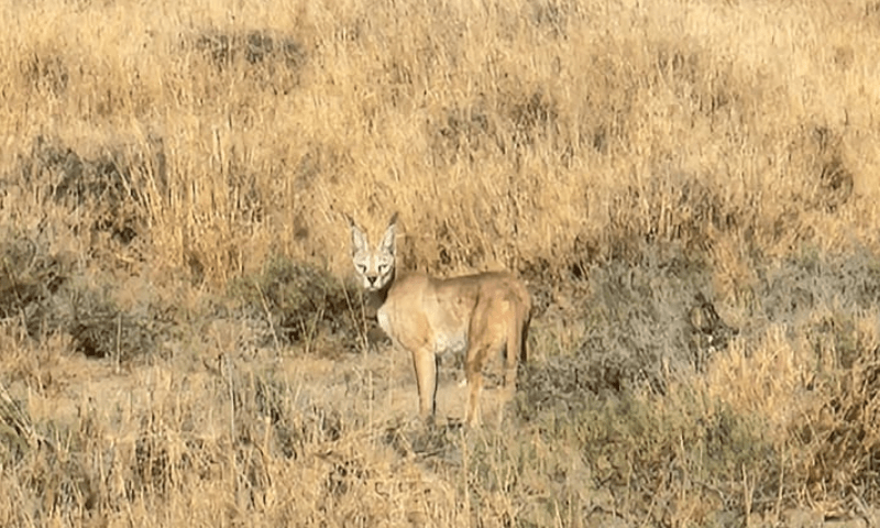 Rare caracal spotted in Cholistan Desert