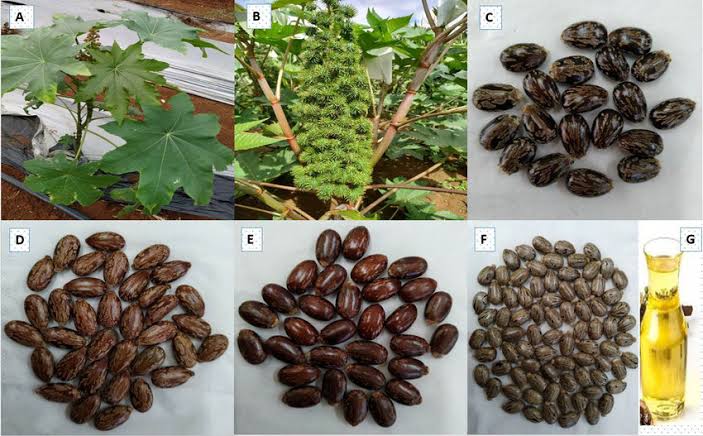 Climate-Smart Agriculture: NIAB holds national training for castor bean promotion
