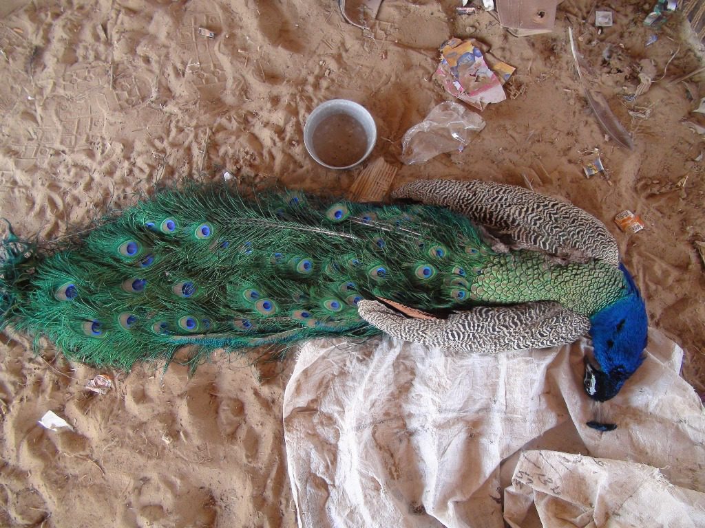 Dozens of peacocks die in Tharparkar as heatwave intensifies