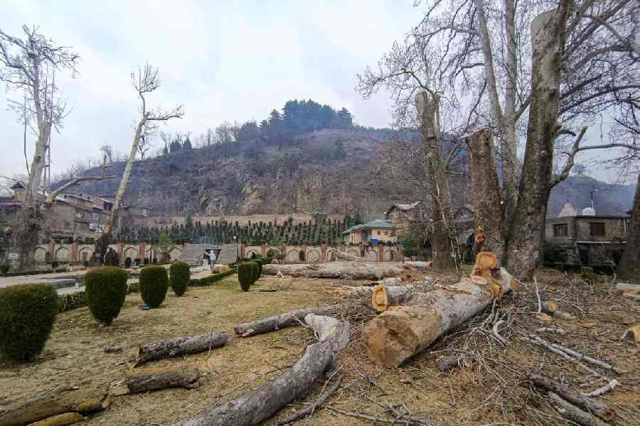 IIOJK facing severe environmental decline, experts urge action