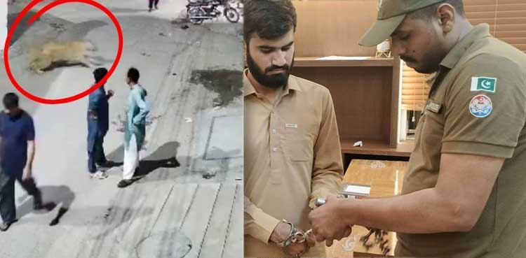 Three injured as wild lion attacks in Lahore; owners arrested