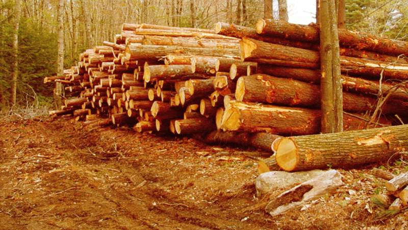 Federal govt seeks provincial data on deforestation amid worsening climate crisis