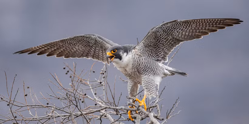 Punjab launches strict crackdown on falcon and quail poaching