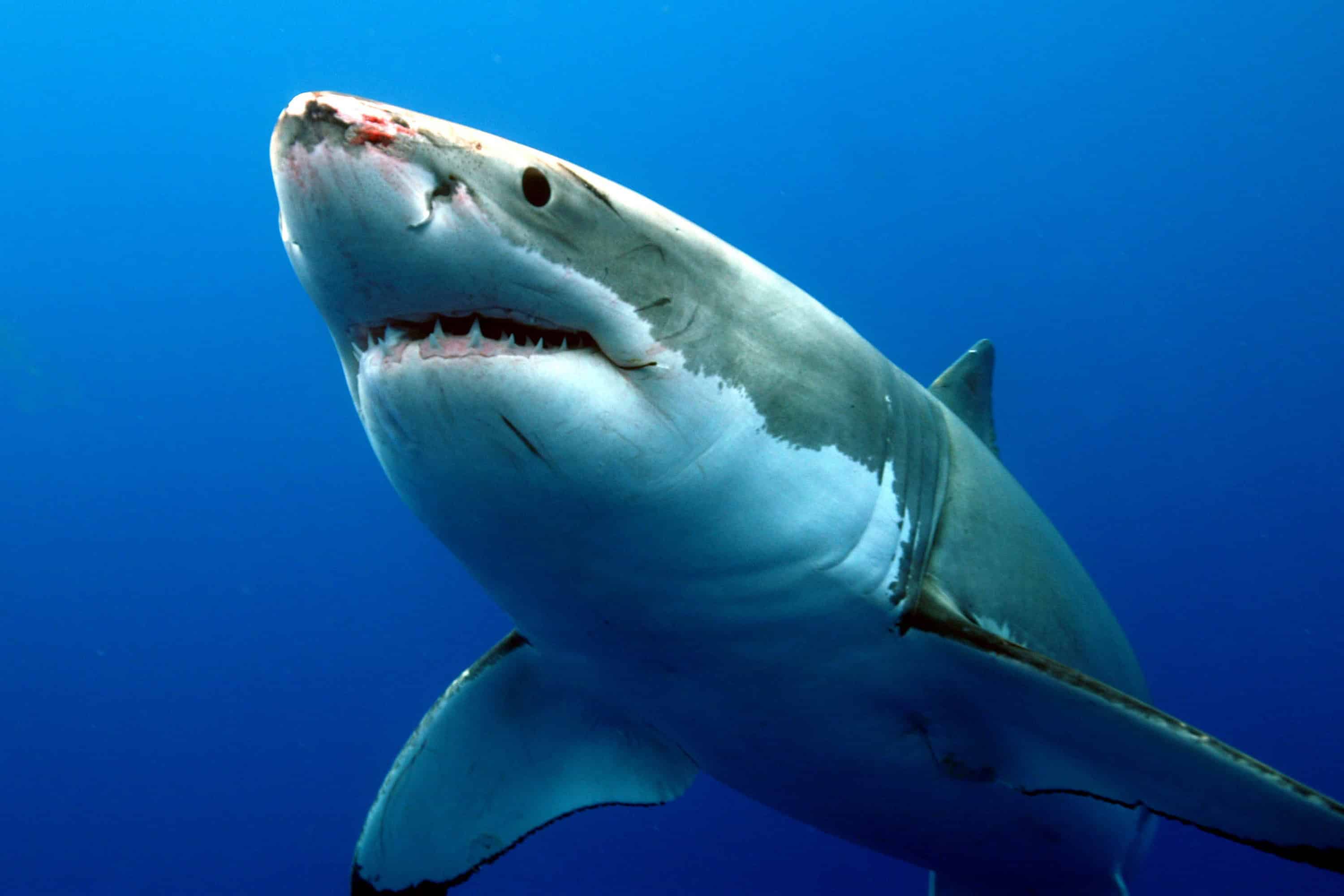 Pakistan launches action plan to conserve endangered shark species