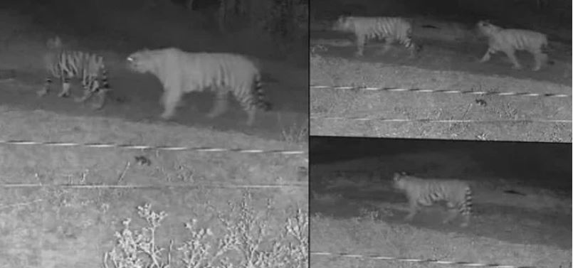 Five tigers spotted on camera near a village