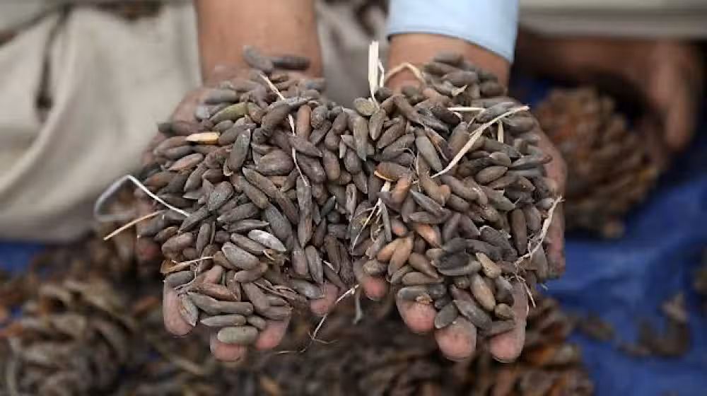 Chilgozas worth millions stolen in broad daylight robbery