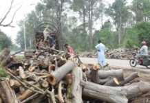 Capital administration defends tree cutting, cites replantation plan