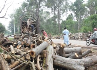 Capital administration defends tree cutting, cites replantation plan