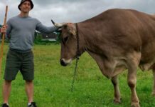 Austrian cow’s clever trick sparks rethink of animal intelligence