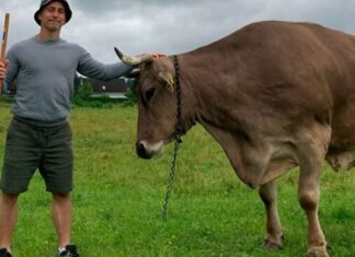 Austrian cow’s clever trick sparks rethink of animal intelligence