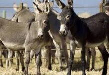 Chinese firm in Gwadar cleared to export donkey meat to China