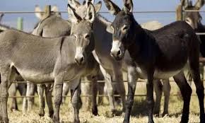 Chinese firm in Gwadar cleared to export donkey meat to China