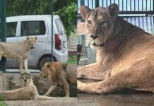 Lion mauls wildlife official in Faisalabad during rescue operation