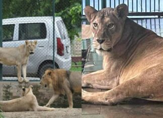 Lion mauls wildlife official in Faisalabad during rescue operation