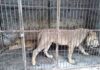 11 lions recovered from Lahore’s Nawan Kot after being kept illegally