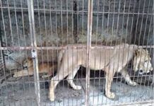 11 lions recovered from Lahore’s Nawan Kot after being kept illegally