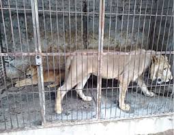 11 lions recovered from Lahore’s Nawan Kot after being kept illegally