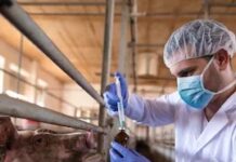 Waiting for Nipah while off a pig farm