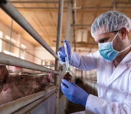 Waiting for Nipah while off a pig farm