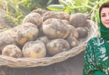 Punjab eyes global potato exports after record harvest as CM seeks PM’s nod